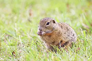Souslik: European Suslik / Souslik / Ground Squirrel - eating