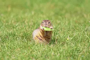 Souslik: European Suslik / Souslik / Ground Squirrel - eating leaf