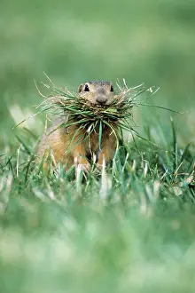 Souslik: European Suslik / Souslik / Ground Squirrel - female