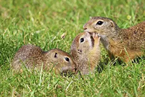 Souslik: European Suslik / Souslik / Ground Squirrel - female