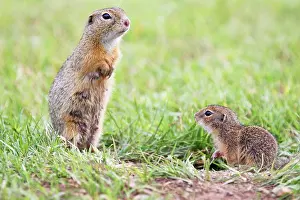 Souslik: European Suslik / Souslik / Ground Squirrel - female