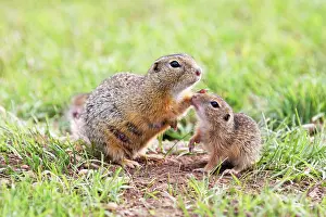 Souslik: European Suslik / Souslik / Ground Squirrel - female