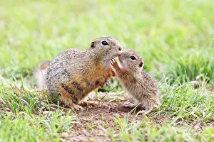Touching: European Suslik / Souslik / Ground Squirrel - female