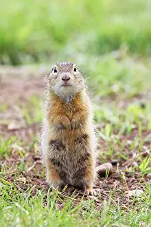 Souslik: European Suslik / Souslik / Ground Squirrel - female upright