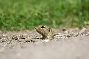 Poking: European Suslik / Souslik / Ground Squirrel - Head