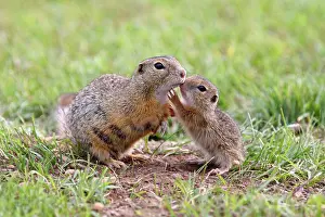 Stefan Meyers: European Suslik / Souslik / Ground Squirrel - mother