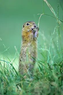 Nibbling: European Suslik / Souslik / Ground Squirrel - nibbling