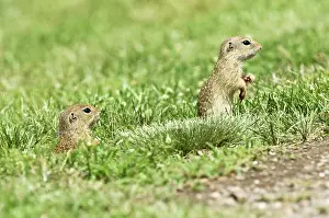 Souslik: European Suslik / Souslik / Ground Squirrel - Pair