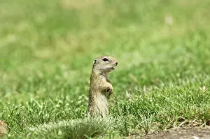 Souslik: European Suslik / Souslik / Ground Squirrel - Standing