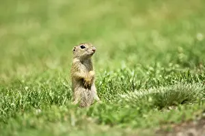 Souslik: European Suslik / Souslik / Ground Squirrel - Standing