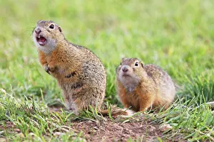 Souslik: European Suslik / Souslik / Ground Squirrel - upright