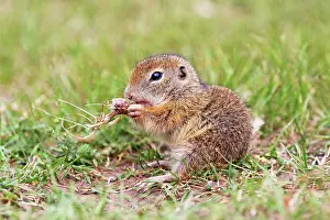 Souslik: European Suslik / Souslik / Ground Squirrel - young
