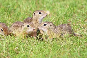 Souslik: European Suslik / Souslik / Ground Squirrel - young ones