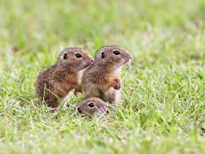 Souslik: European Suslik / Souslik / Ground Squirrel - young ones