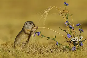 Neusiedl: European Suslik (Spermophilus citellus) feeding