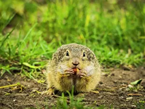 Spermophilus: European Suslik (Spermophilus citellus) gnaws on