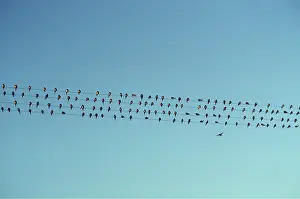 Wire: EUROPEAN SWALLOWS - flock on wires