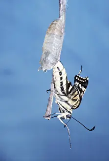 Cycles: European Swallowtail BUTTERFLY - emerging from pupa