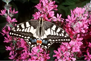 Ian Beames: European Swallowtail BUTTERFLY - on flower