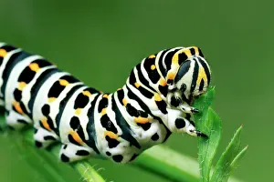 Segment: European Swallowtail BUTTERFLY - Larvae / Caterpillar