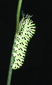 Crawling: European Swallowtail BUTTERFLY - Larvae / caterpillar