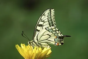 Swallowtails: European Swallowtail BUTTERFLY - Male