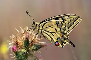 Thistles: European Swallowtail BUTTERFLY - resting on thistle