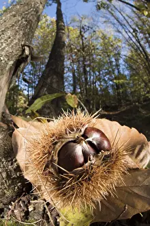 Castanea: European sweet chestnuts (Castanea sativa) laying