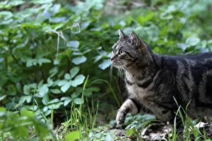 Hunted: European tabby cat lurking in a garden in winter - France