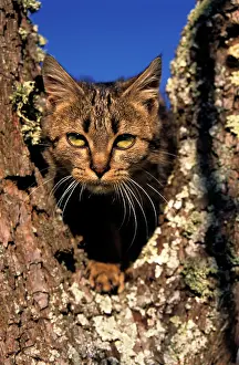 Celtic: European tabby cat, Male kitten in a tree