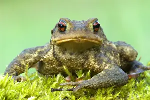 Bufo: European Toad (Bufo bufo), Allier, France