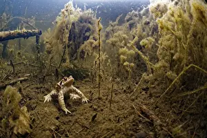 Prairies: European toad (Bufo bufo) in a pond, Prairies du