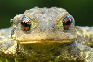 Bufo: European Toad (Bufo bufo) portrait, Allier, Fra