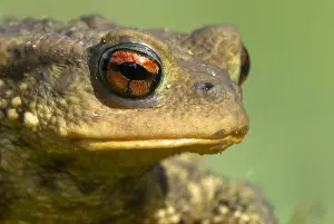 Bufo: European Toad (Bufo bufo) portrait, Allier, Fra