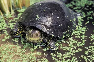 Emys: European Tortoise