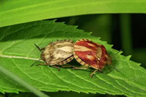 Mate: European Tortoise Bug (Eurygaster testudinaria)