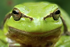 Blending: European Tree Frog