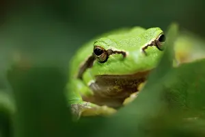 Blending: European Tree Frog
