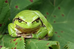 Blending: European Tree Frog