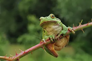 Bramble: European Tree Frog