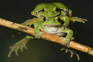 Copula: European Tree Frog