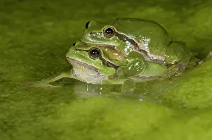 Copula: European Tree Frog