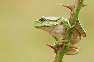 Bramble: European Tree Frog