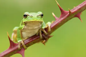 Bramble: European Tree Frog