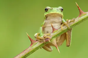 Bramble: European Tree Frog