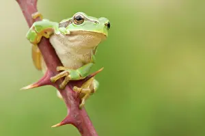 Bramble: European Tree Frog