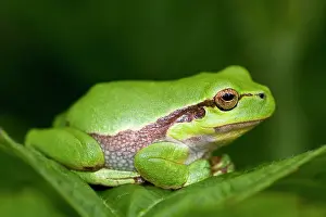 Arborea: European Tree Frog