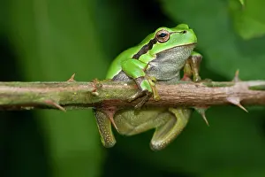 Arborea: European Tree Frog