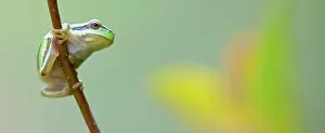 Arborea: European Tree Frog