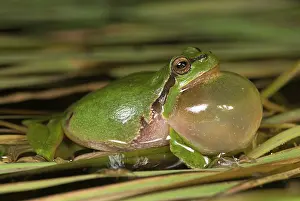 Froschlurch: European Tree Frog